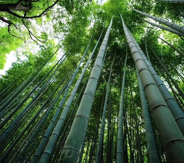 رشد درخت بامبو: راز موفقیت در مسیر آموزش و توسعه فردی